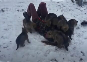 Волки «разорвали на части» девушку. Люди в шоке смотрели…