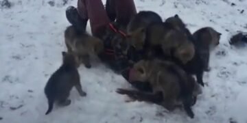 Волки «разорвали на части» девушку. Люди в шоке смотрели…
