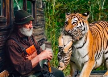 Тигрица В ЗУБАХ принесла ТИГРЕНКА местному егерю, умоляя его СПАСТИ. От того что произошло на следующий день, ОЦЕПЕНЕЛА вся деревня…