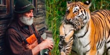 Тигрица В ЗУБАХ принесла ТИГРЕНКА местному егерю, умоляя его СПАСТИ. От того что произошло на следующий день, ОЦЕПЕНЕЛА вся деревня…
