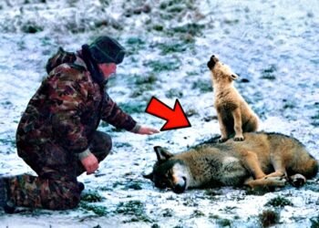 Мужчина помог плачущему волчонку и его маме. А через день вся деревня замерла в ШОКе от того, что произошло…