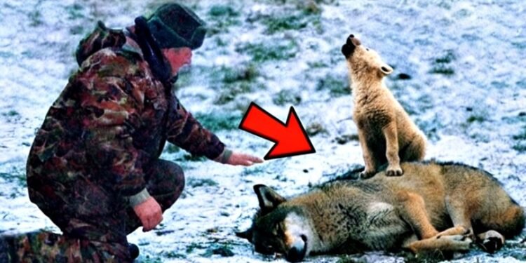 Мужчина помог плачущему волчонку и его маме. А через день вся деревня замерла в ШОКе от того, что произошло…